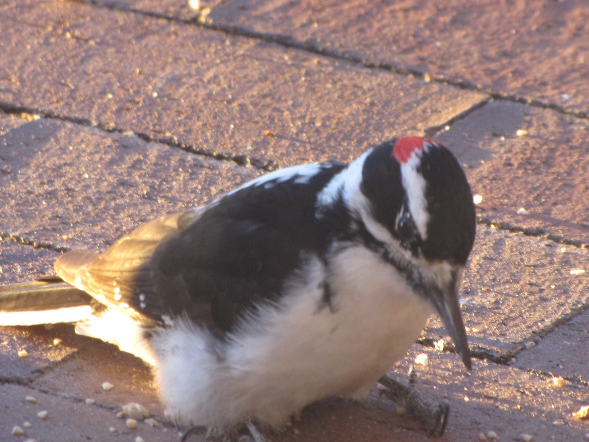 Hairy Woodpecker - ML646792074