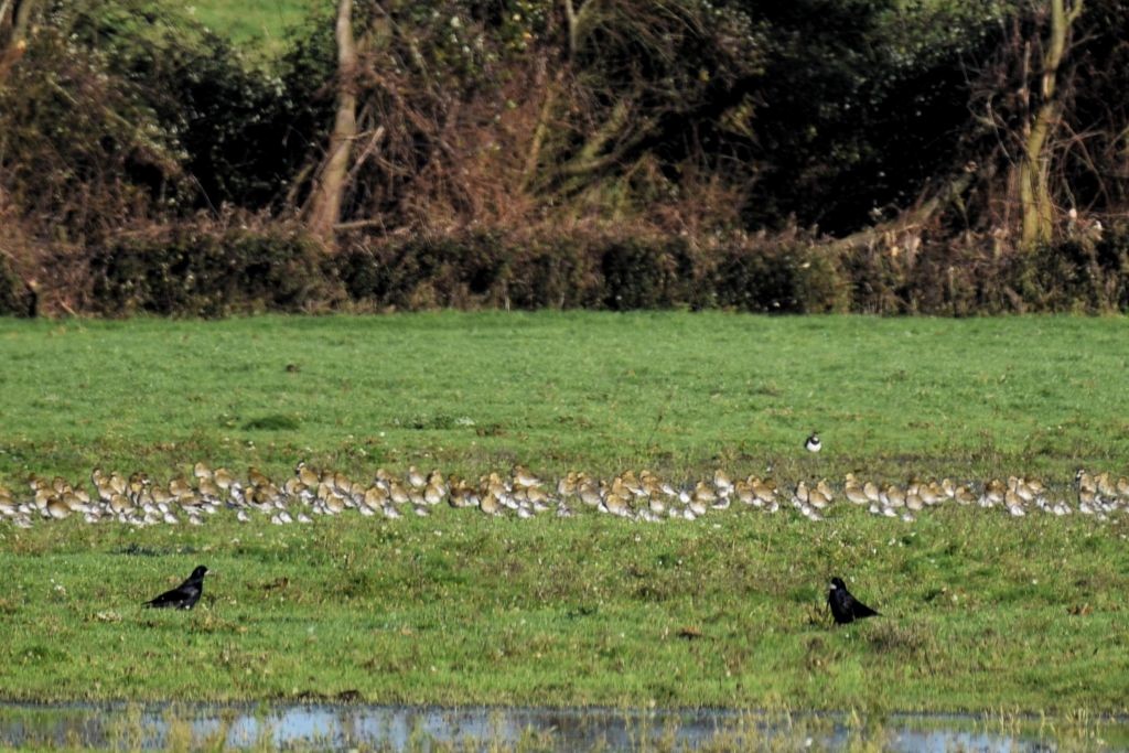 European Golden-Plover - ML646792075