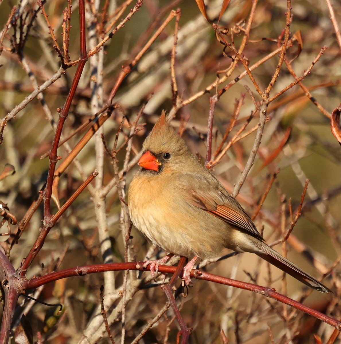 Northern Cardinal - ML646792076