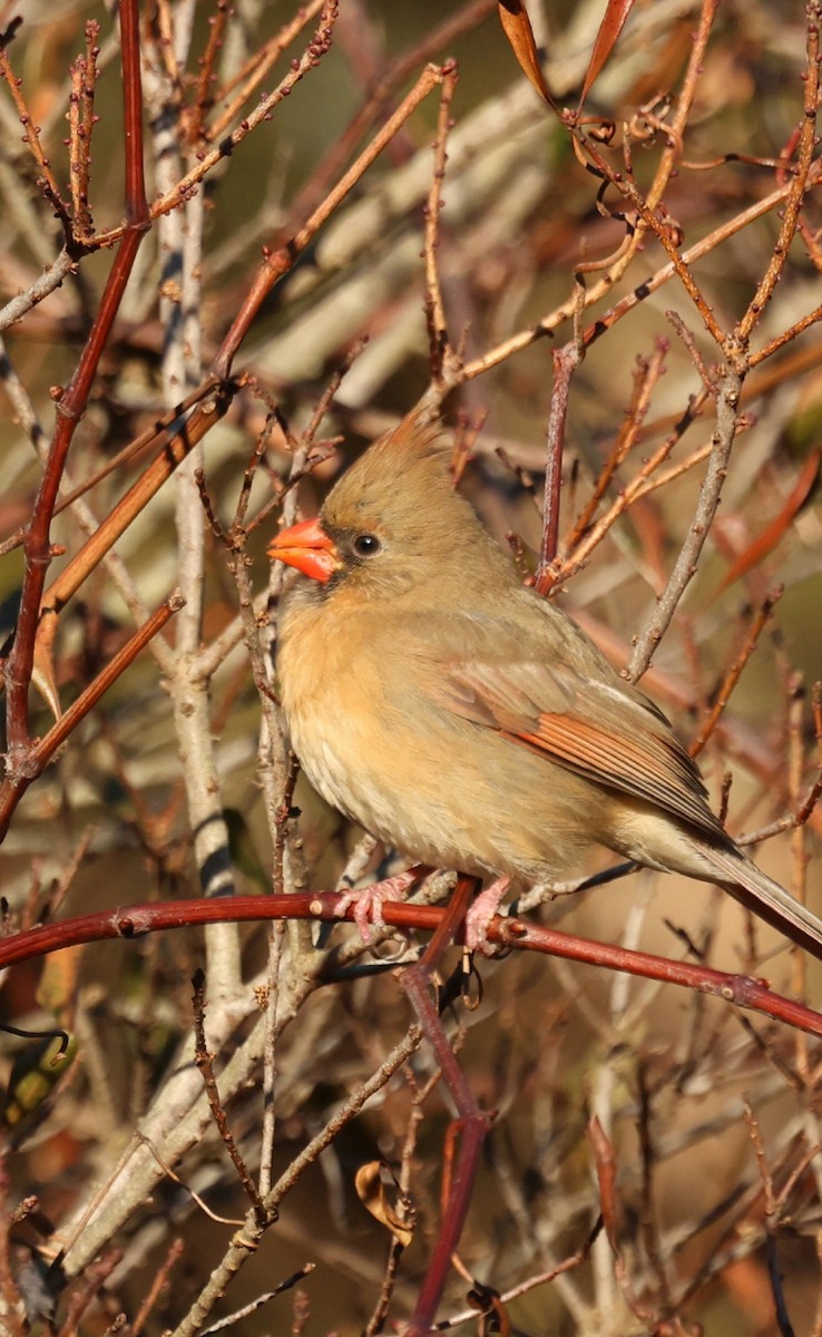 Northern Cardinal - ML646792077