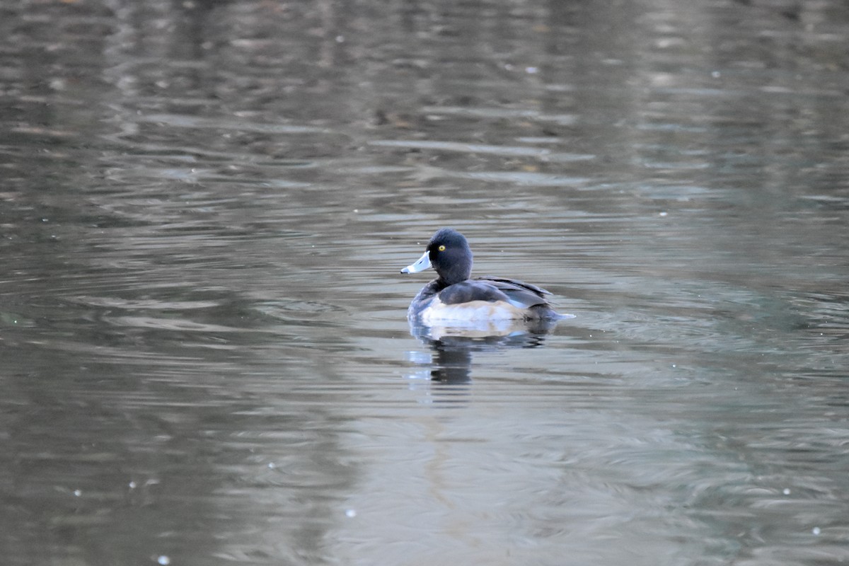 Ring-necked Duck - ML646792081