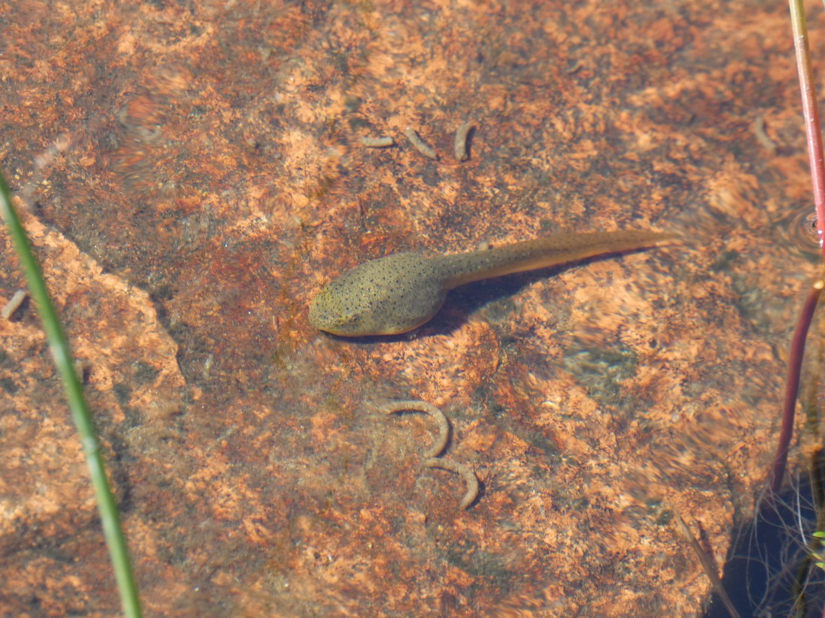 アメリカアカガエル属 - ML646792082