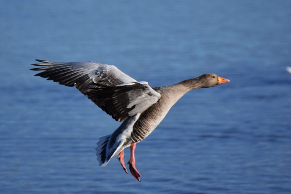 Oca selvatica - ML646792084