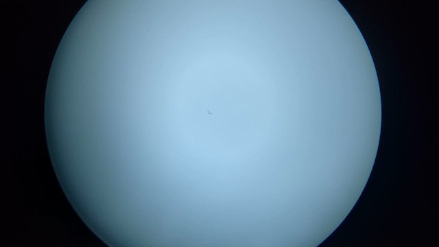 Короткохвостый/Средний поморник - ML646792085