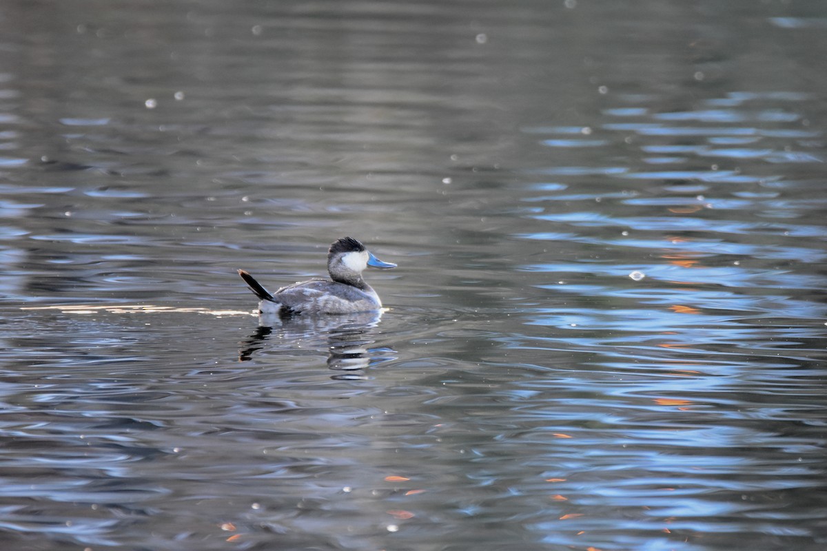 Ruddy Duck - ML646792086