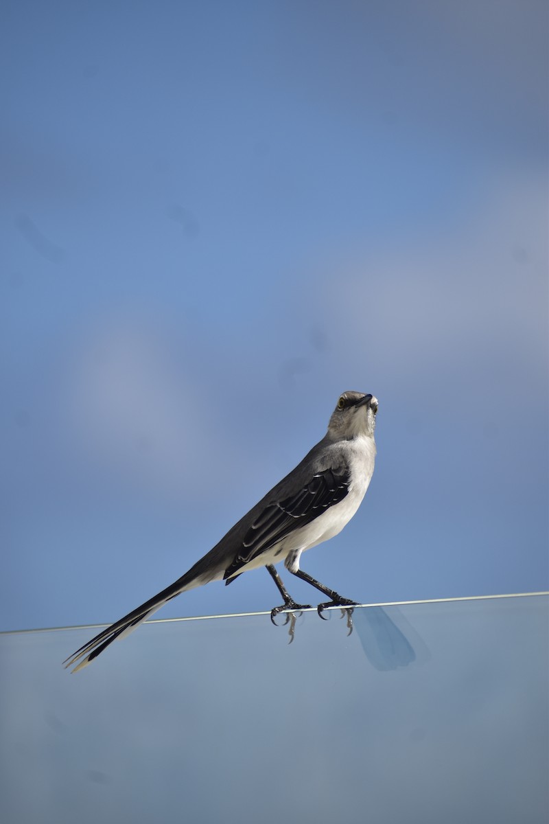 Tropical Mockingbird - ML646792087