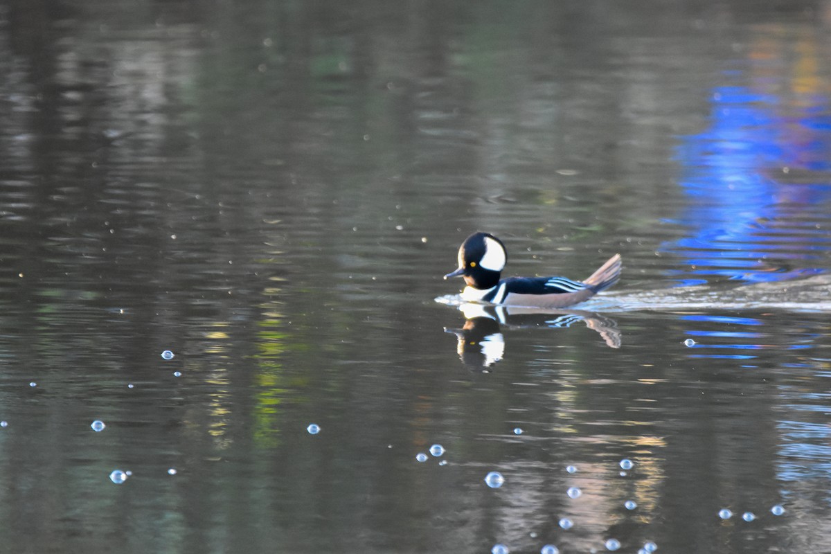 Hooded Merganser - ML646792088