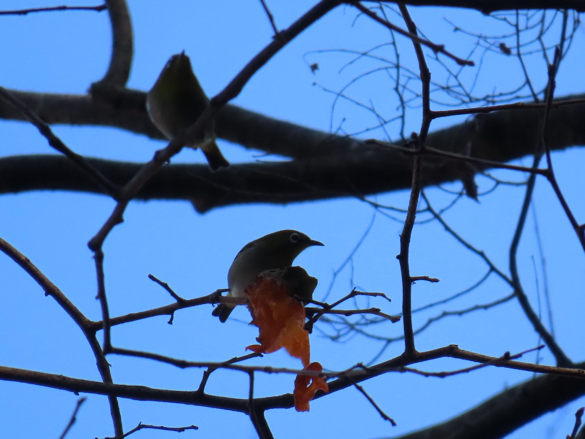 Окулярник японський - ML646792102