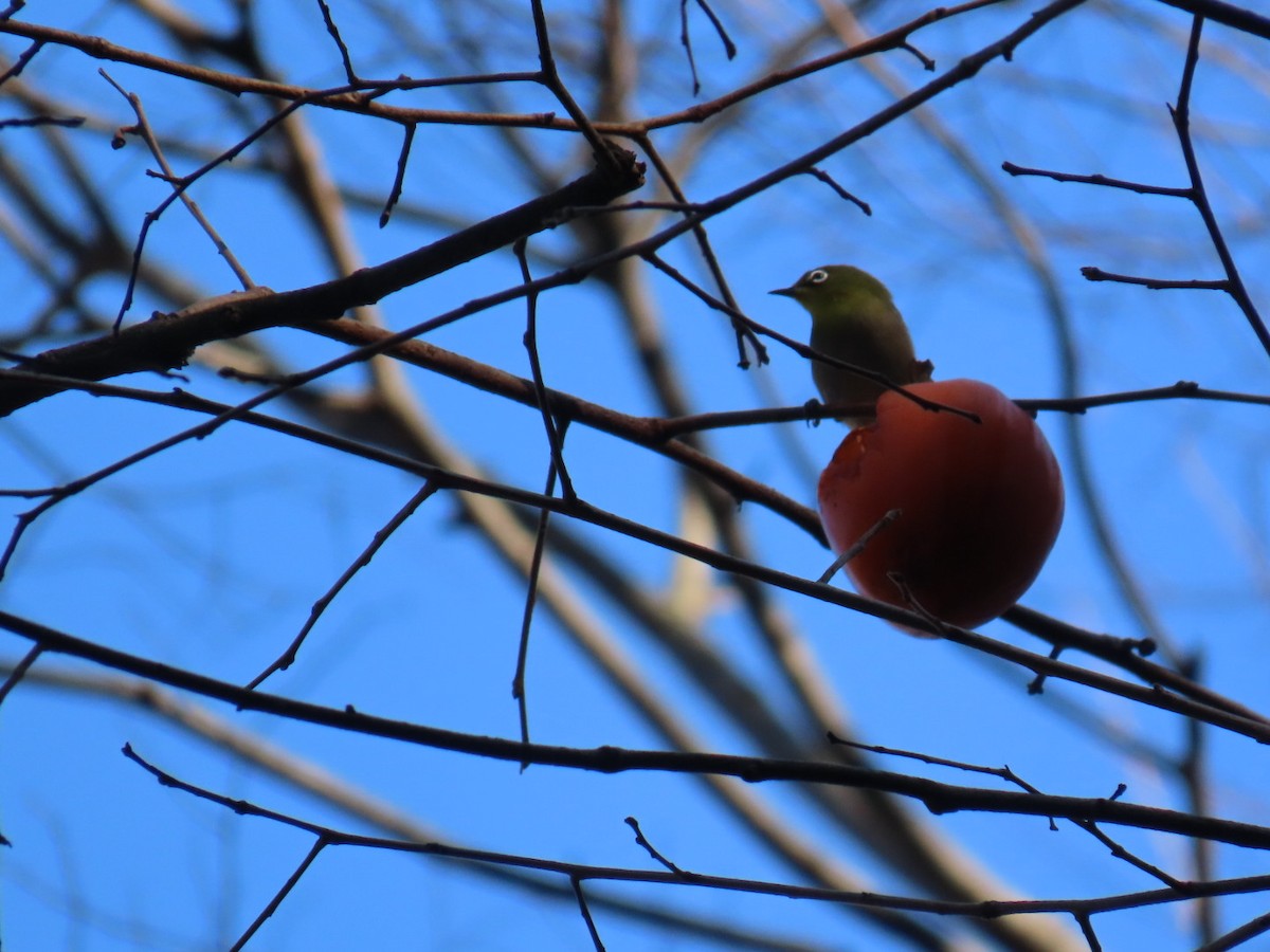 Окулярник японський - ML646792103