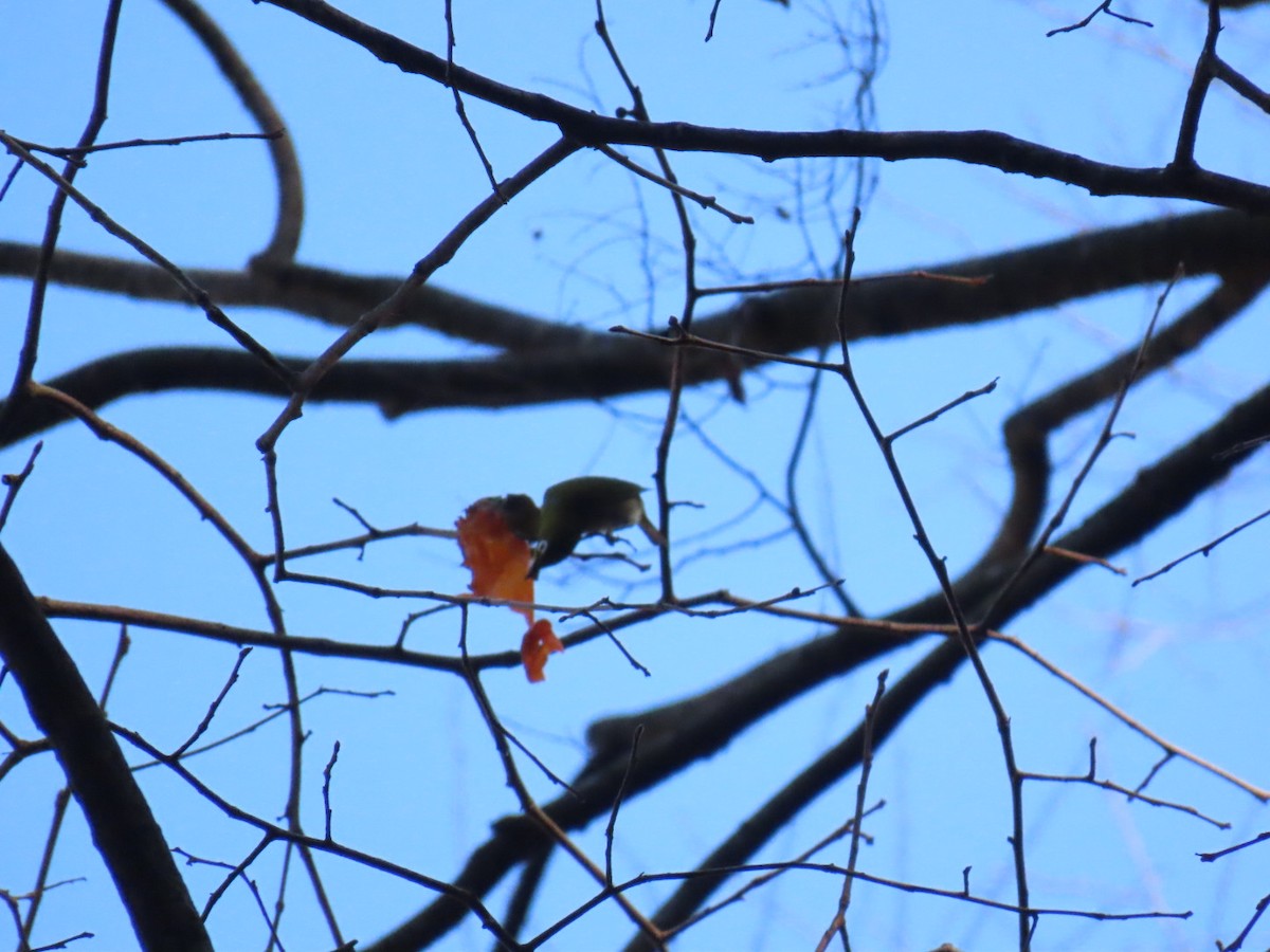 Окулярник японський - ML646792104