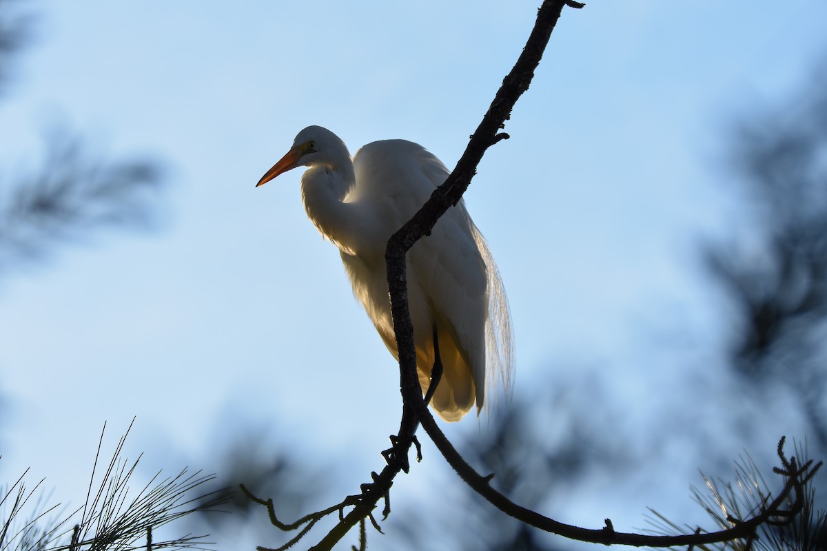 Great Egret - ML646792105