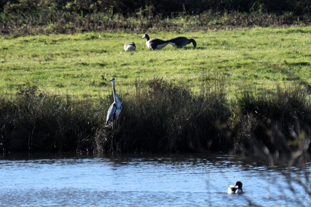 Gray Heron - ML646792106