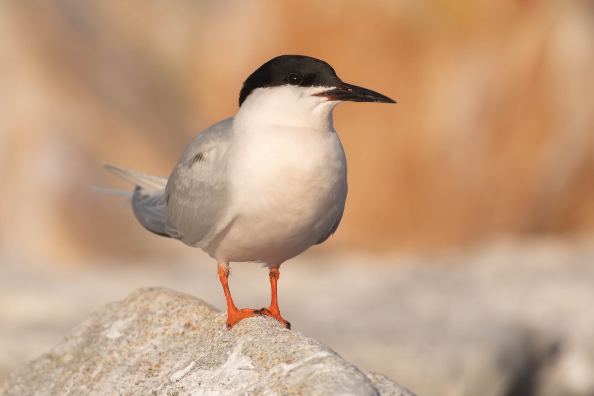 Txenada gorrizta - ML646792110