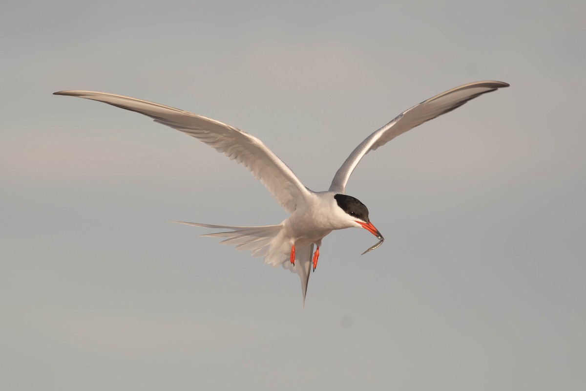 Common Tern - ML646792111