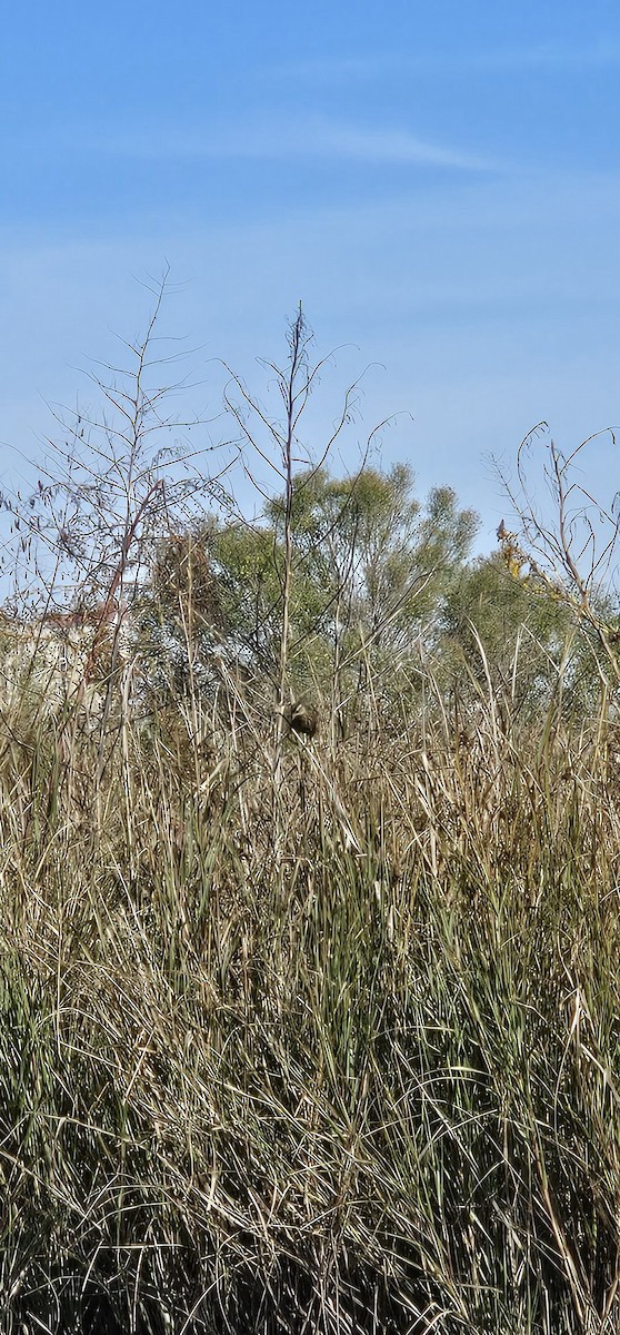 Rotflügelstärling - ML646792112