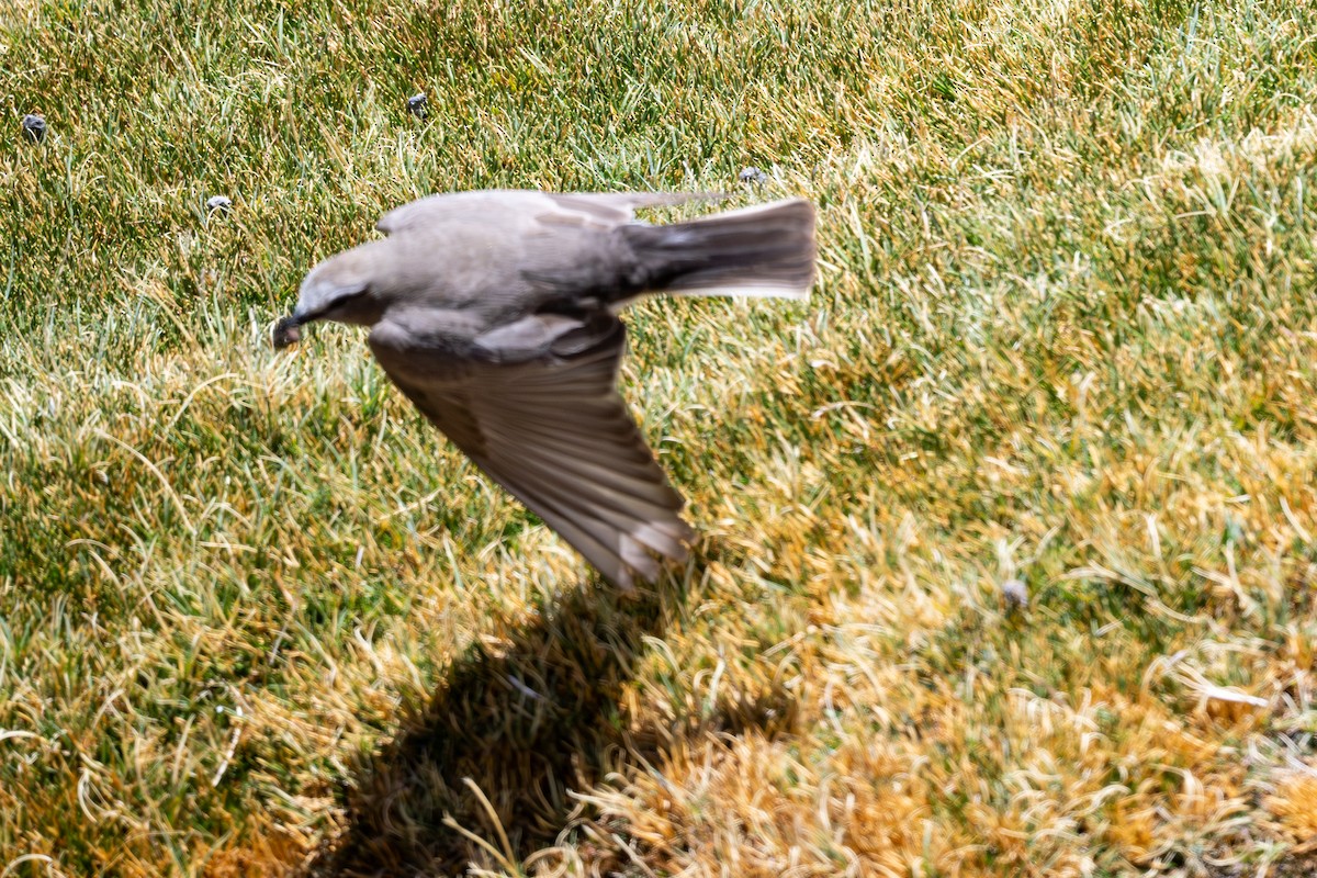 White-fronted Ground-Tyrant - ML646792114