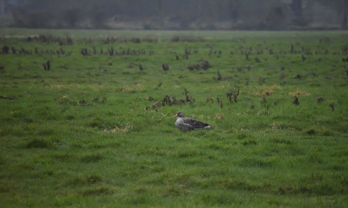 Graylag Goose - ML646792116