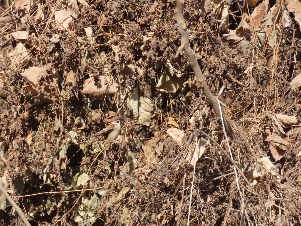 Горобець польовий - ML646792118