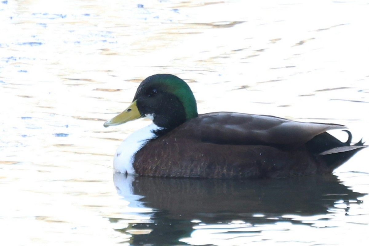 綠頭鴨(馴化) - ML646792119