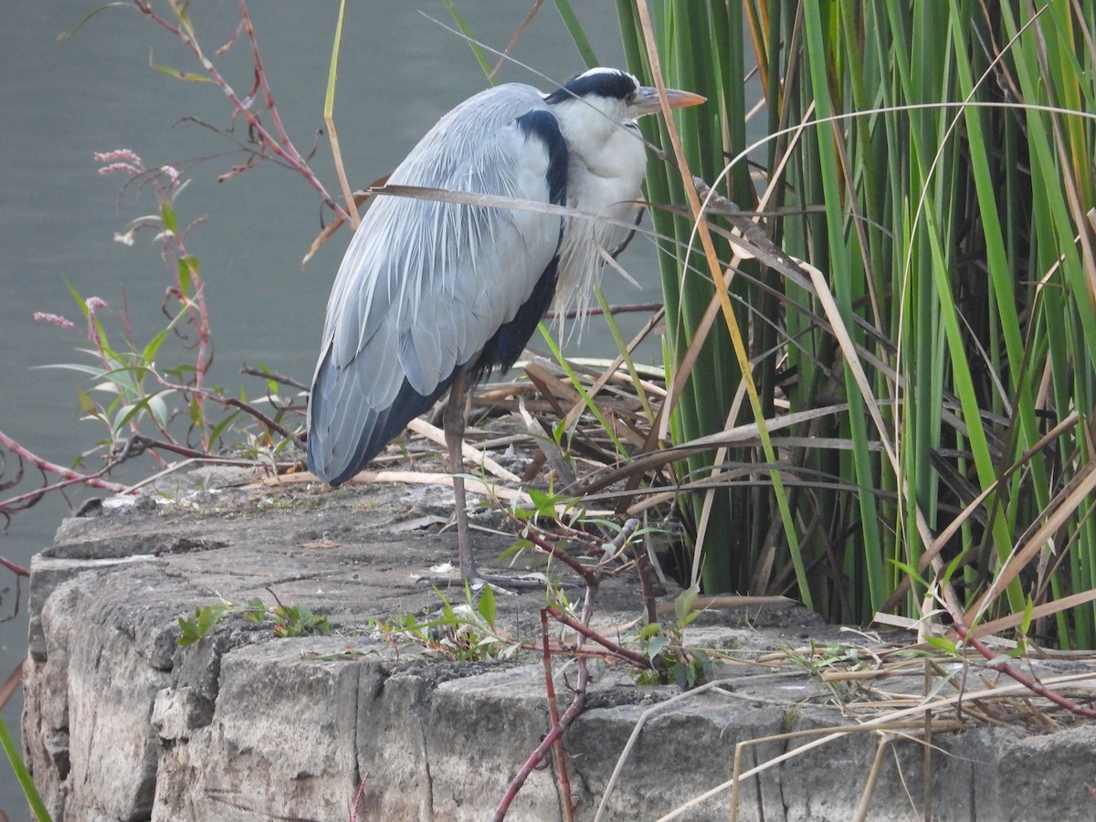 Хөх дэглий - ML646792120