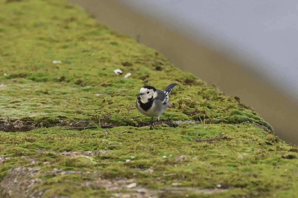 konipas bílý - ML646792122