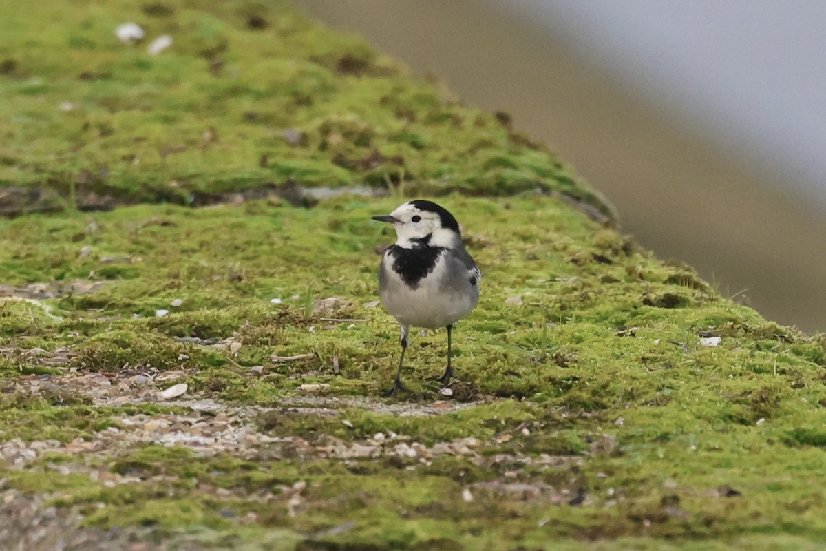 konipas bílý - ML646792123