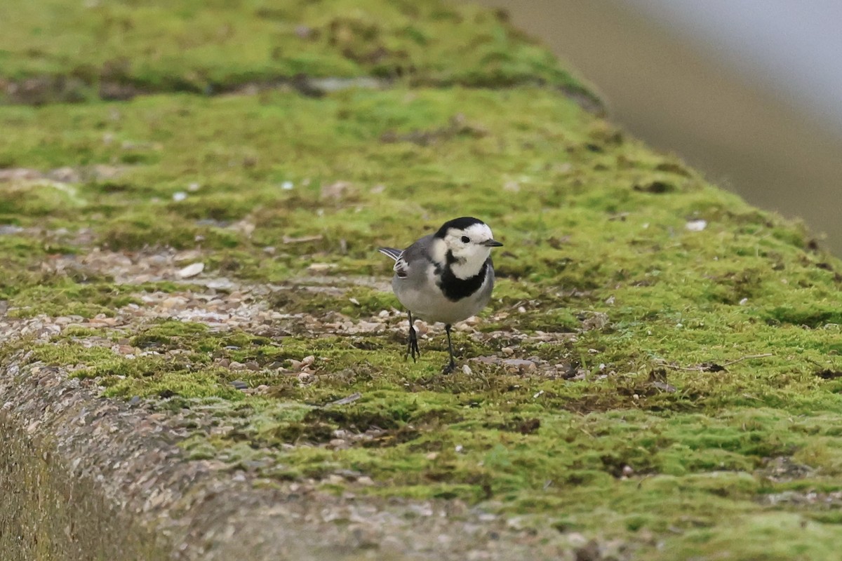 konipas bílý - ML646792124