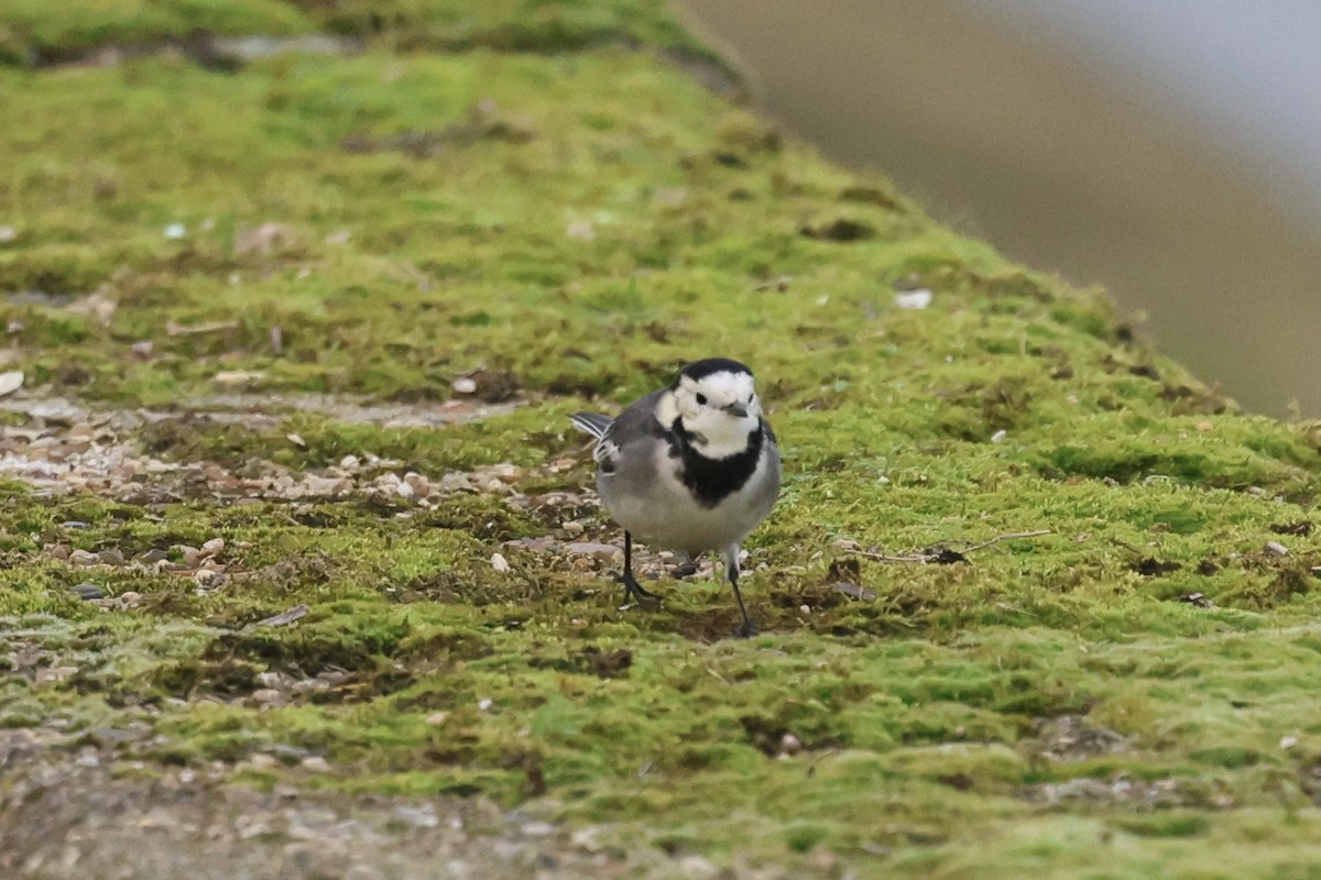 konipas bílý - ML646792125