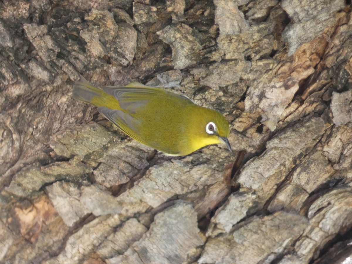 Anteojitos Japonés - ML646792129