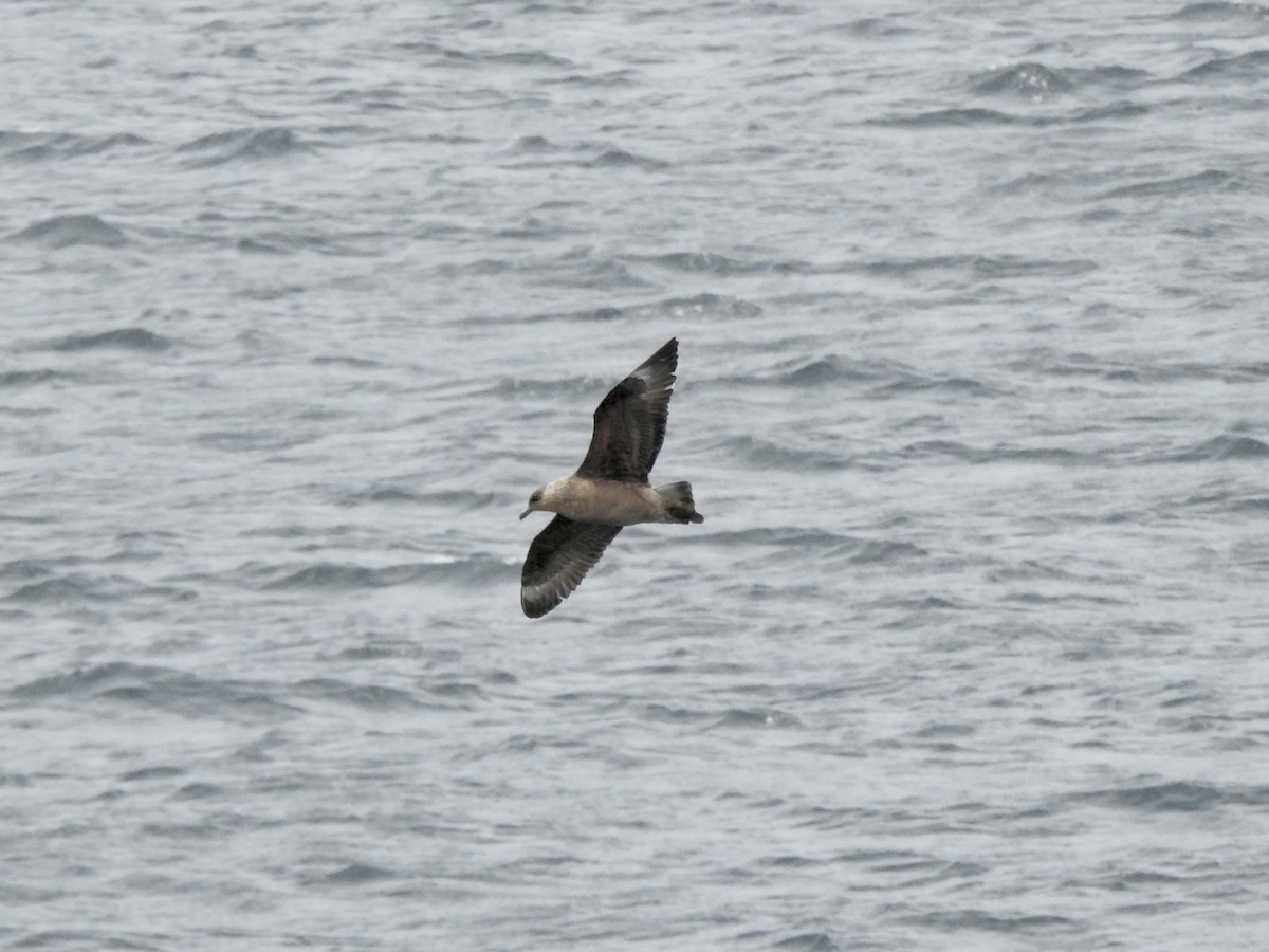 kaneljo - ML646792131