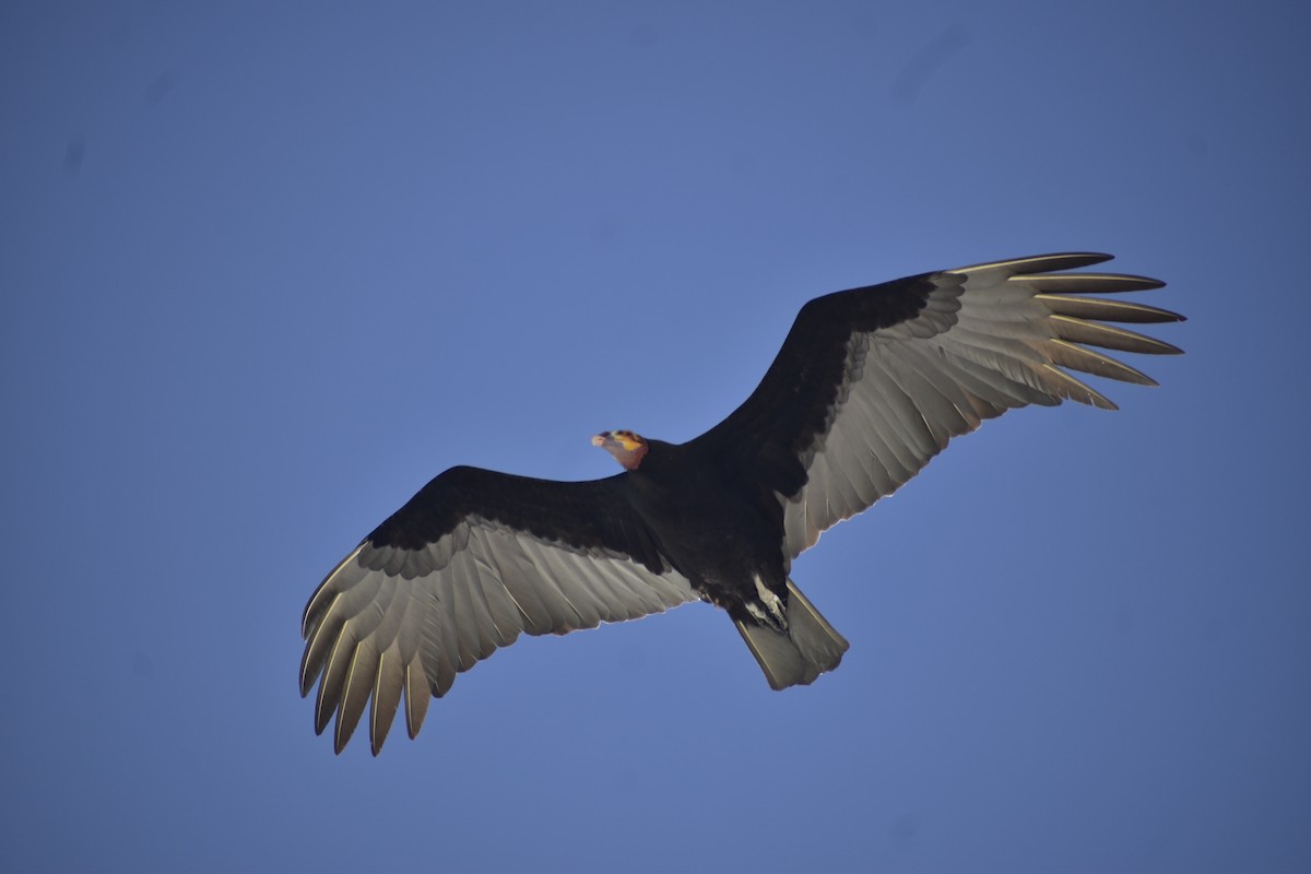 Lesser Yellow-headed Vulture - ML646792133