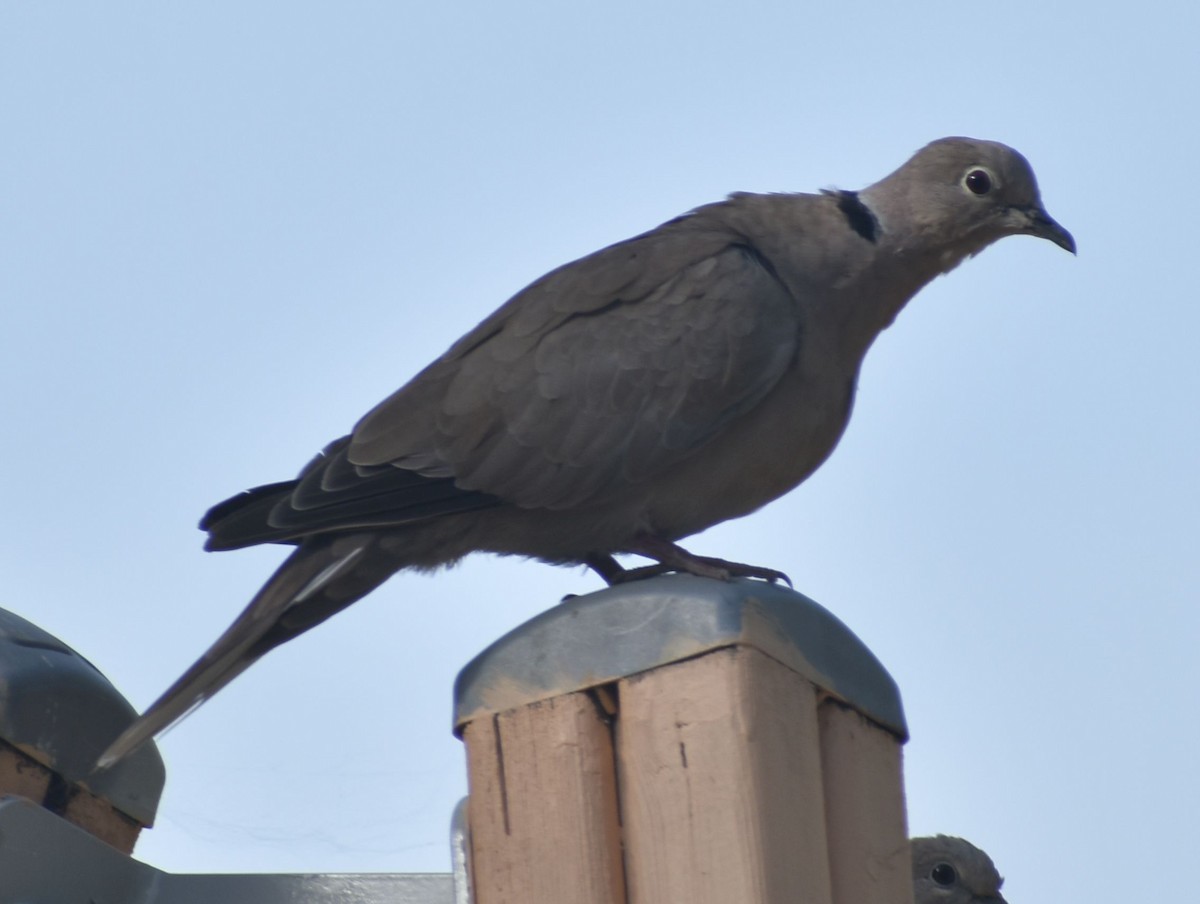 Буулгат хүүрзгэнэ - ML646792134