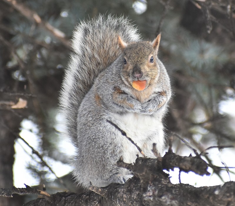 Eastern Gray Squirrel - ML646792136