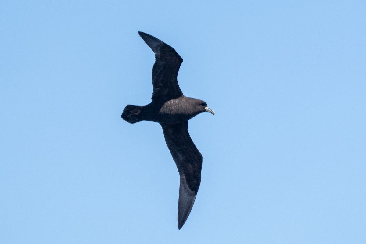 Beyaz Gıdılı Yelkovan - ML646792137