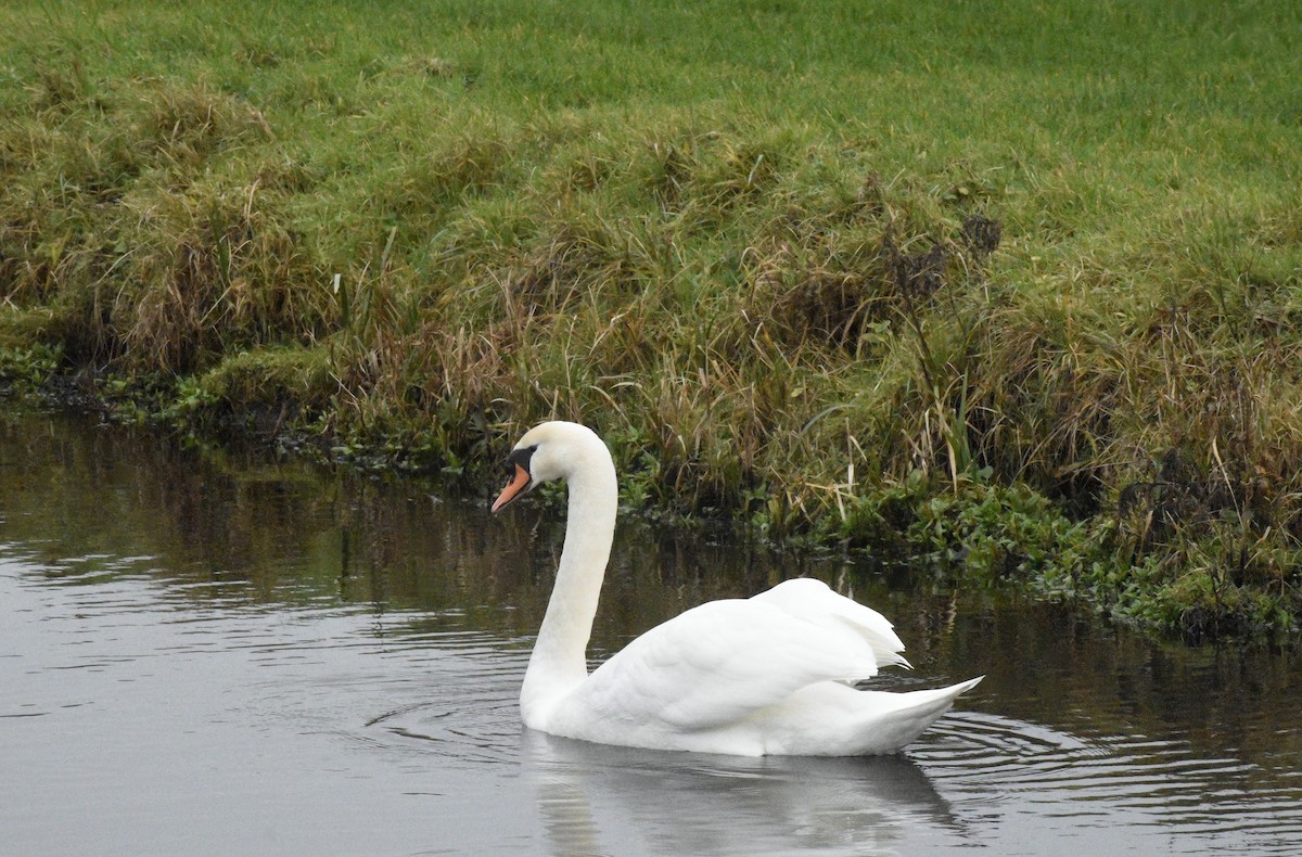 Mute Swan - ML646792138