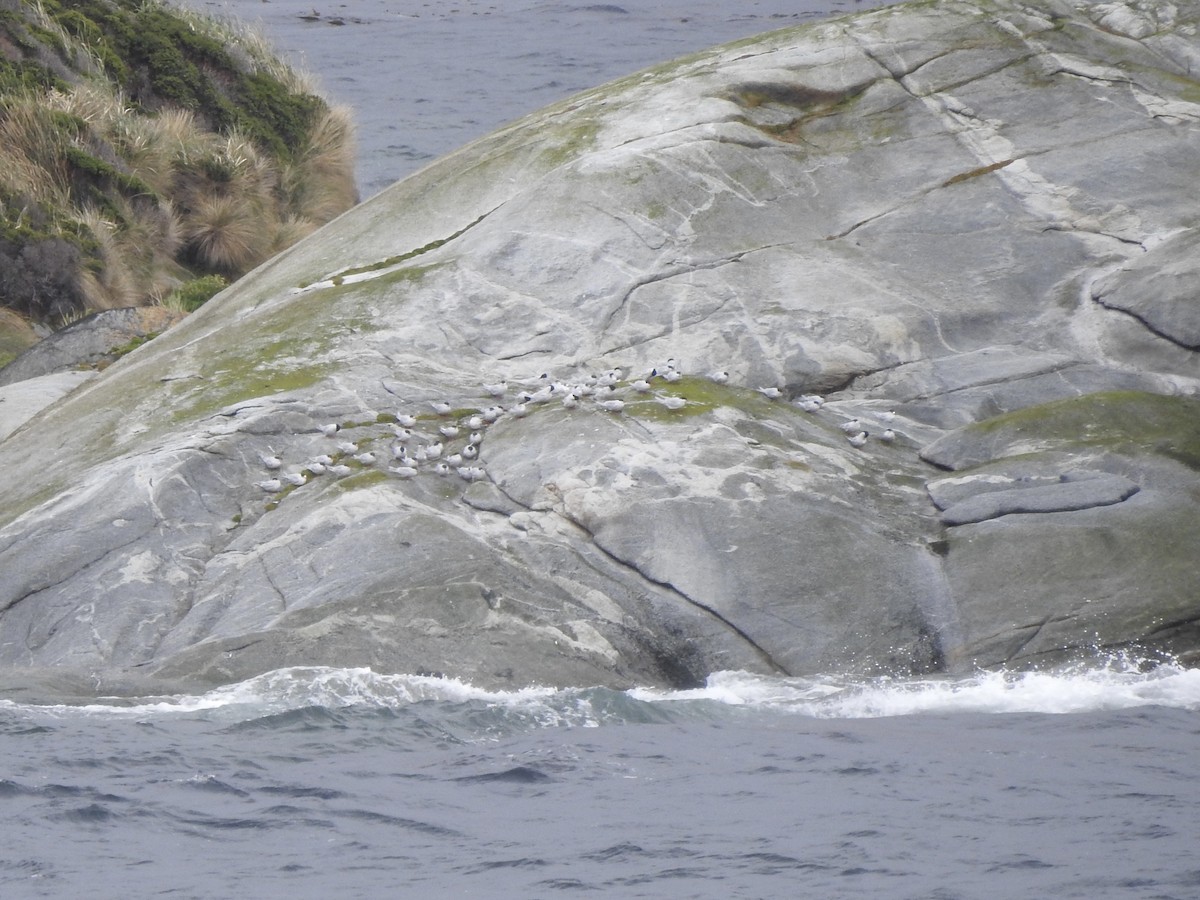 svaleterne - ML646792139