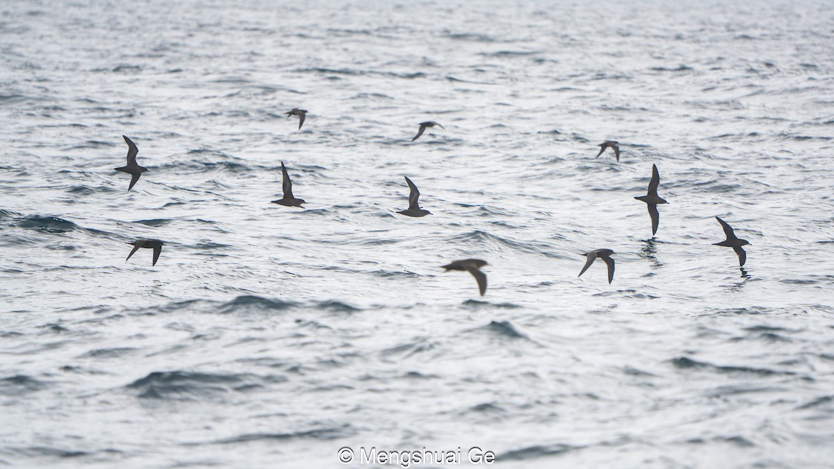 Short-tailed Shearwater - ML646792143