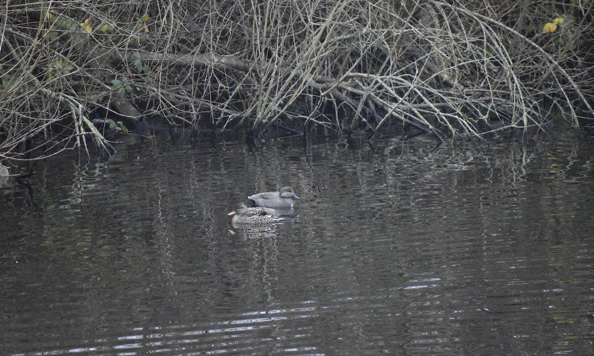 Gadwall - ML646792147