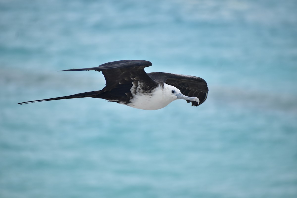 Magnificent Frigatebird - ML646792152