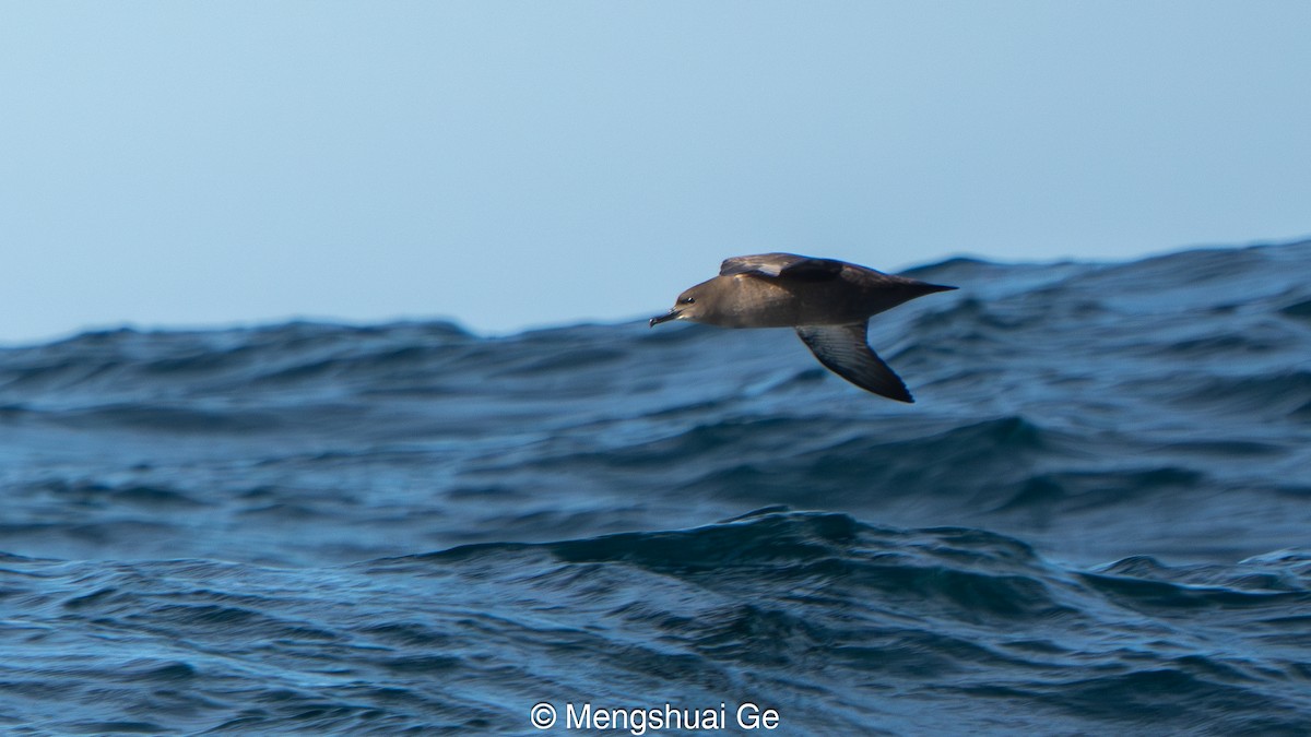 Sooty Shearwater - ML646792153