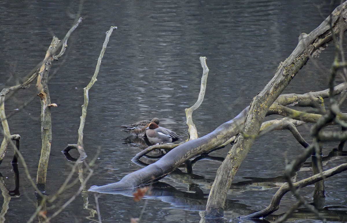 Eurasian Wigeon - ML646792154