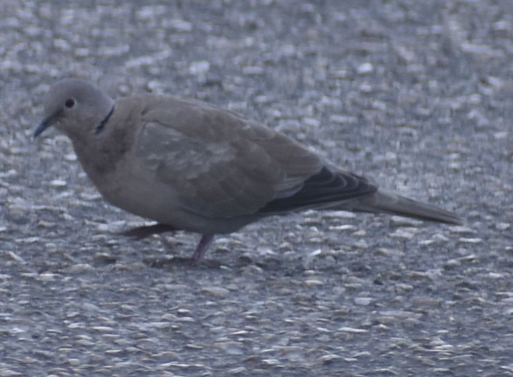 Буулгат хүүрзгэнэ - ML646792158