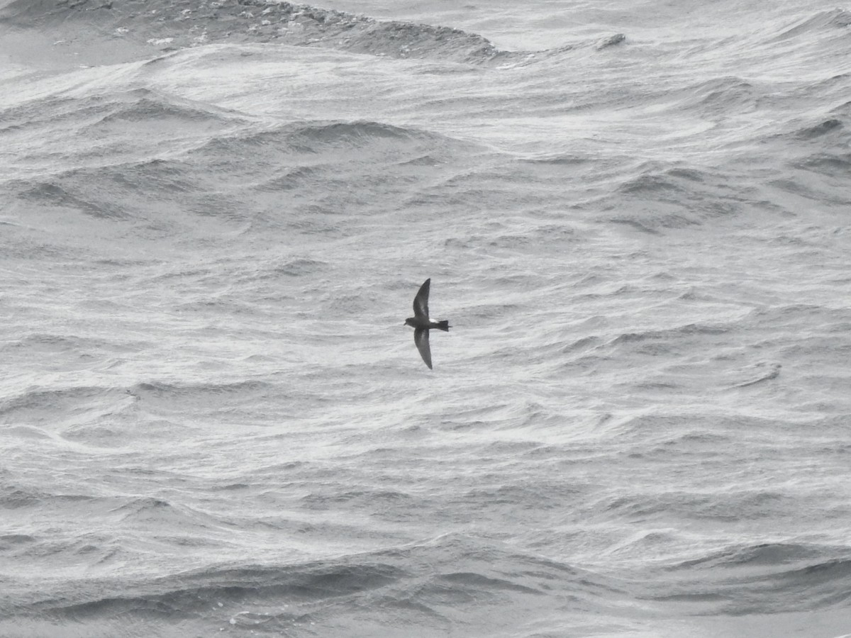 oseanstormsvale - ML646792162