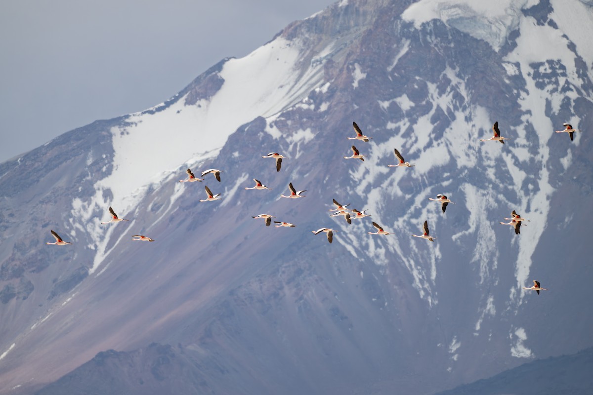 James's Flamingo - ML646792165