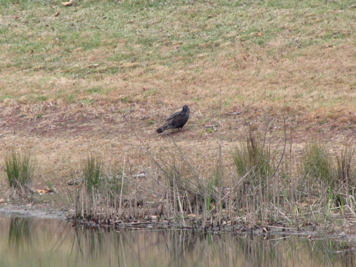Turkey Vulture - ML646792166