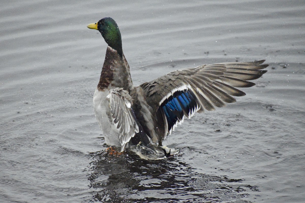 Mallard - ML646792170