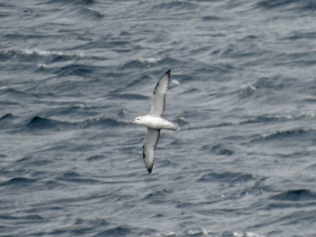 sørhavhest - ML646792172