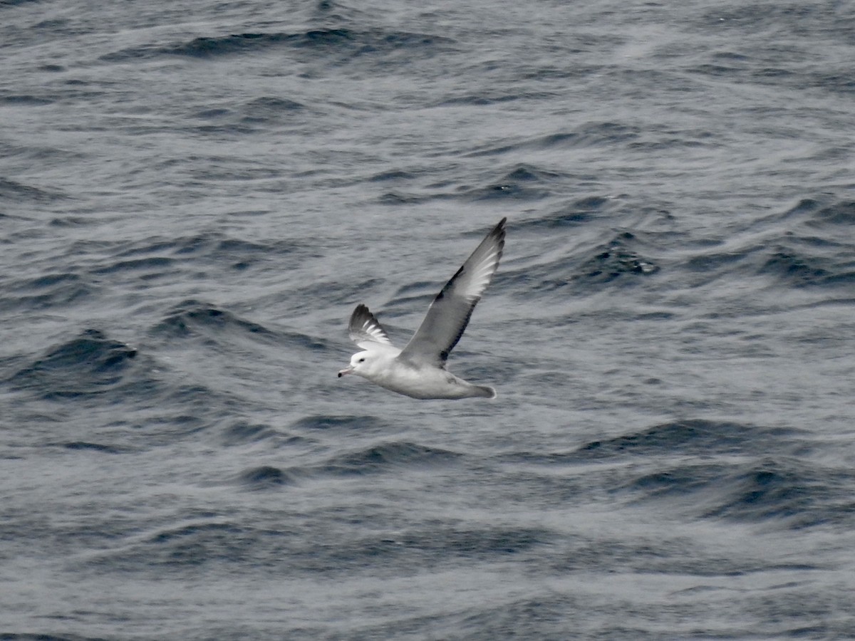 sørhavhest - ML646792174