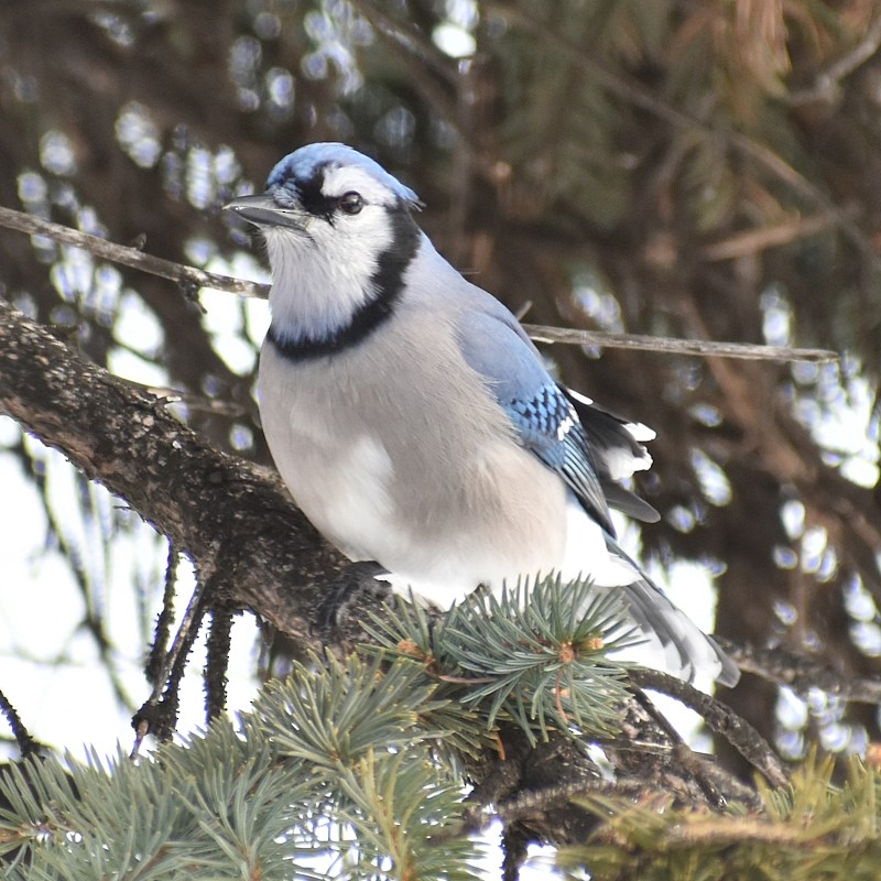 sojka chocholatá - ML646792175
