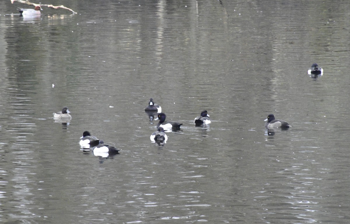 Tufted Duck - ML646792179